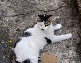 white cat chilling at the floor. 