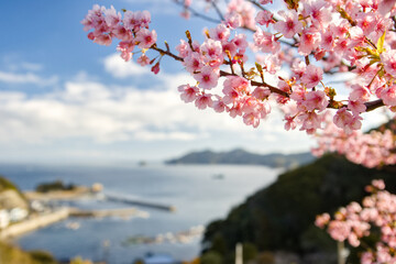 四浦半島に咲く河津桜