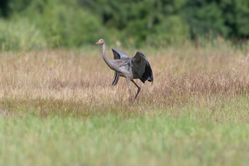 A young crane exercises its wings before flight