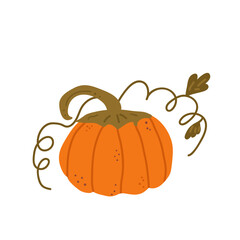 Pumpkin with tendrils isolated on white background. Textured stylized autumn ripe vegetable harvest. Vector hand drawn illustration