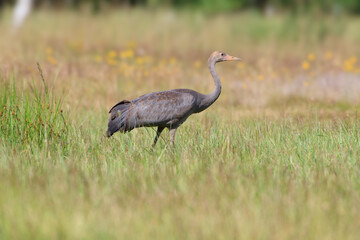 A young crane in a summer meadow against the background of yellow flowers