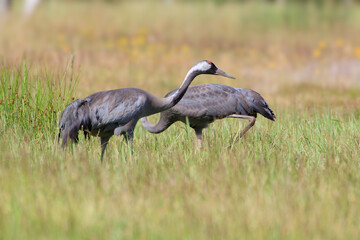 Cranes on a summer meadow