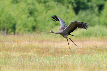 The first flight of a young crane over a meadow