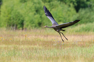 A young crane takes flight over a summer meadow