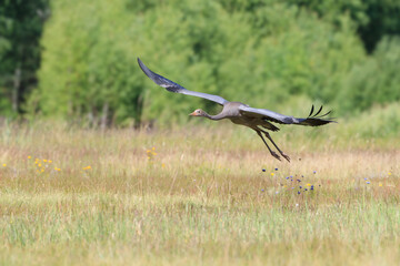 A young crane flying over the meadow for the first time