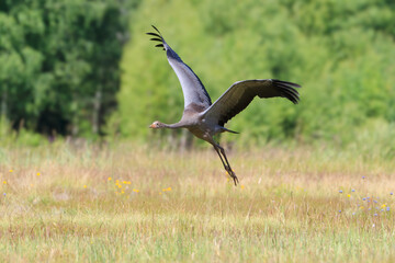 A young crane taking to the air for the first time