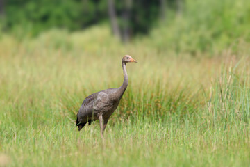 A young crane against the background of tufts of grass in a meadow