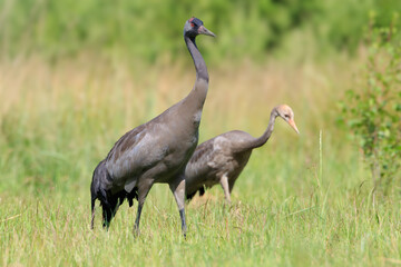 An adult crane with a young one in a meadow on a hot summer day