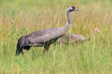 A crane with a young one among tall grass in a meadow