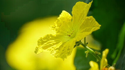 Close-up of yellow Luffa cylindrica flowers blooming