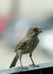Old World Sparrow sitting on a railing