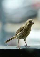 Old World Sparrow sitting on a railing