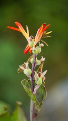 Close-up of wild Canna edulis red flowers blooming