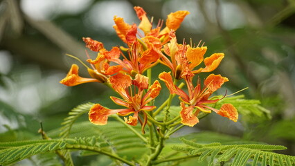 Close-up of Delonix regia flower