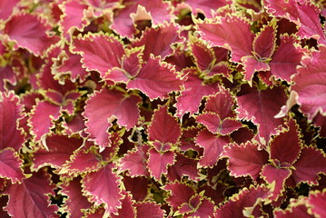 Red Leaves plant (Coleus) - Red Leaf Houseplants