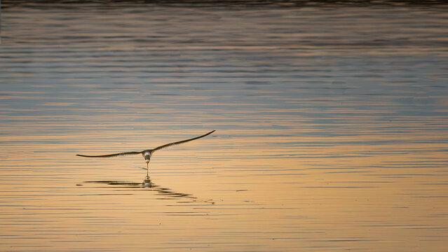 heron in flight