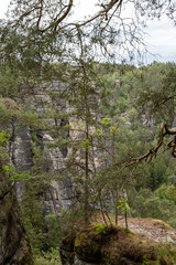 A mountain range with a tree in the foreground. The tree is surrounded by moss and has a few leaves. The sky is cloudy and the mountain range is covered in trees