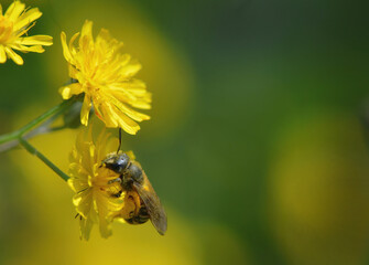 Wildbiene auf Crepis biennis