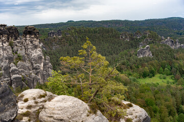 A lone tree stands in the middle of a lush green forest. The tree is surrounded by rocks and the sky is cloudy. Concept of solitude and tranquility