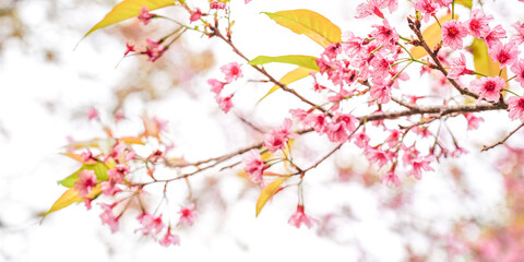 blossom in spring