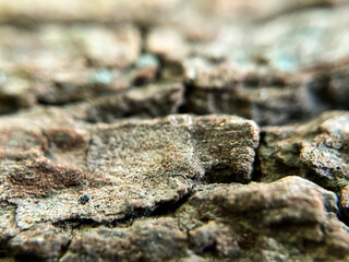 古びた木皮のクローズアップ