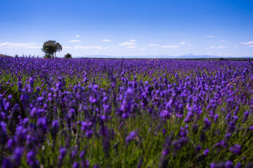 Naklejka premium Lavender Fields of Brihuega, Spain.