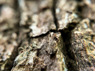 古びた木皮のクローズアップ