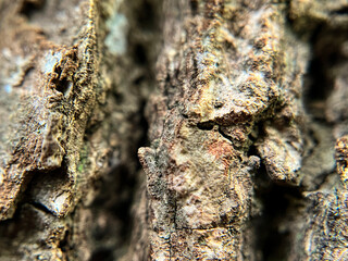 古びた木皮のクローズアップ