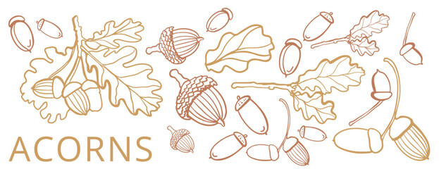 Isolated vector set of acorn, oak leaf. Acorn branch. Autimn collection. Braun.