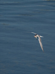 Flying common tern with a small fish in its beak against water