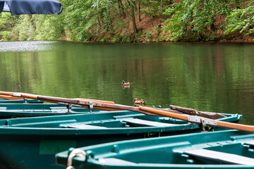 A group of small boats are sitting in a lake, with ducks swimming in the water. The scene is peaceful and serene, with the ducks and boats creating a sense of calmness and relaxation
