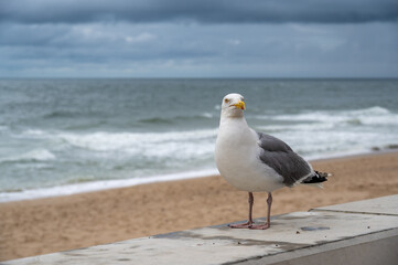 Seagull on the promenade of the island of Sylt