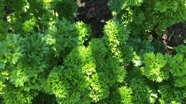 parsley, fresh herb with leaves, camera panning
