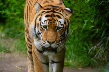 Face of a sibirian tiger walking