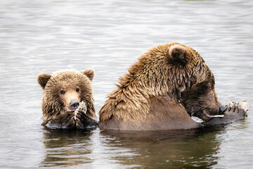 Obraz premium Female brown bear with cub