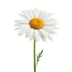 A single white flower with a yellow center. The flower is standing upright and is the only thing visible in the image