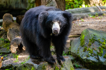 The sloth bear (Melursus ursinus)