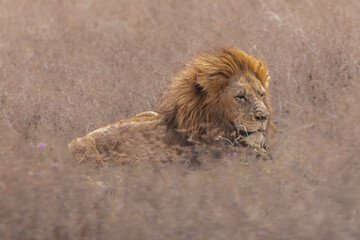 Tired lion © Claus