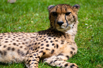 Cheetah lying on the grass 