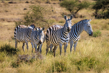 Zebra group