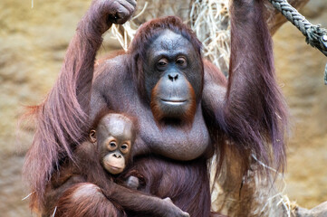 Portrait of a female orangutan with a baby