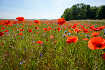 A field of red and blue flowers with a blue and white flower in the foreground. The field is full of flowers and the sky is clear