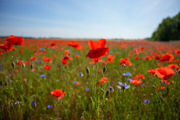 A field of red poppies with blue flowers in the background. The field is full of flowers and the sun is shining brightly