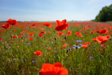 A field of red poppies with blue flowers in the background