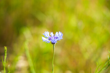 A single blue flower is in the foreground of a green field. The flower is the only thing visible in the image, and it is the main focus of the scene. The image has a peaceful and serene mood