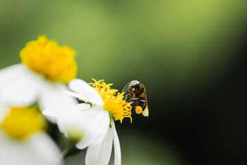 Insect and flowers in the park.