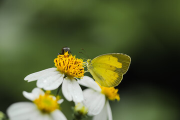 Insect and flowers in the park.