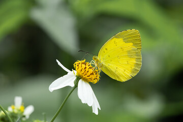 Butterflies and flowers in the park.
