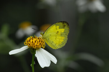 Butterflies and flowers in the park.