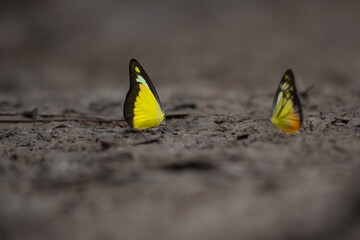 Colorful butterfly in the park.